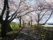まほろばの緑道 桜満開です。：2019/04/22 14:30