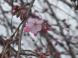 開花してきました！４月１７日夕方現在の烏帽子山公園の桜..：2013/04/17 17:11