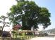【東根の大ケヤキ】1500年以上も東根を見下ろす巨木：2011/06/05 12:40