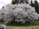 桜満開:2012/05/02 10:24