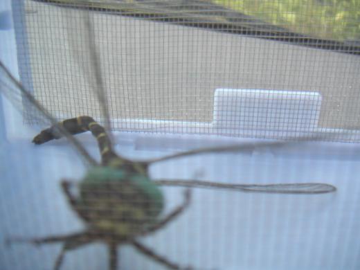 このエントリーコドモもおおよろこび/