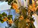 金木犀が咲きました！：2022/10/07 10:09