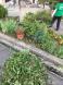 【花壇の草取り】やりました:2017/07/05 23:45