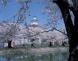 鶴岡桜まつり:2012/04/21 00:00