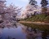  4月29日からの上杉神社・松が岬公園周辺について