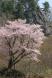 立岩の石割桜:2009/04/29 23:58