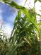 もちとうもろこし 収穫中:2012/09/03 08:28