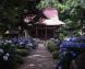 「万世のあじさい寺 堂森 善光寺」のご案内 :2019/06/27 11:44