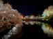 松が岬公園「桜のライトアップ」 4月7日開始！：2023/04/06 17:10