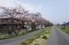 最上川堤防千本桜が開花しました！（4月10日）：2016/04/10 12:32