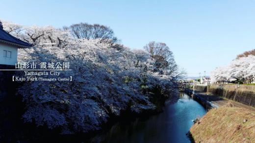 「Yamagata“桜”Tours」のご紹介/