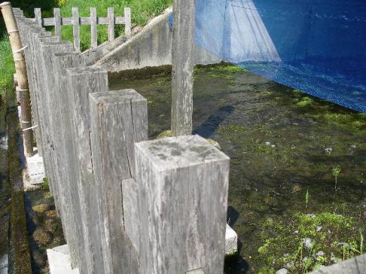 清冽な湧き水がコンコンと流れています。/