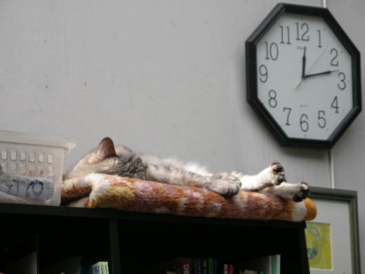 シナモンのマスコット/