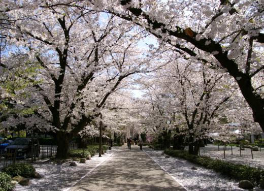 本堂への桜並木/