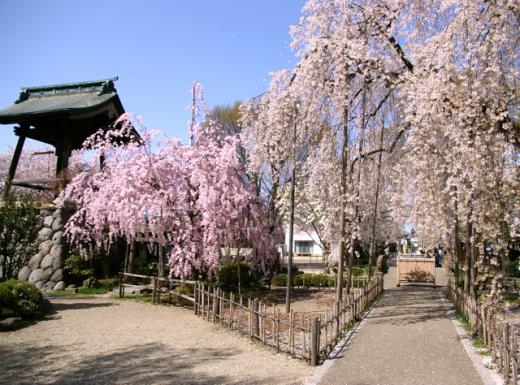 しだれ桜/