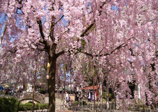 しだれ桜のアップ/