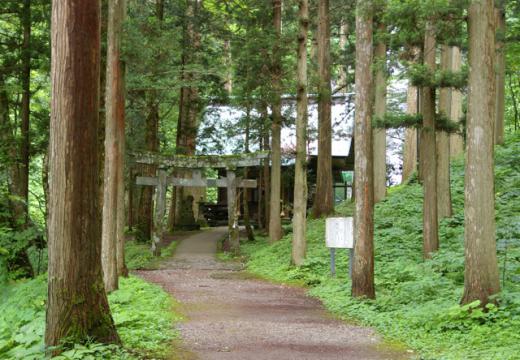 大杉がそびえる静かな森/