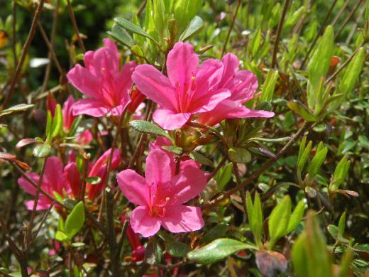 期間中はライトアップもあります。/