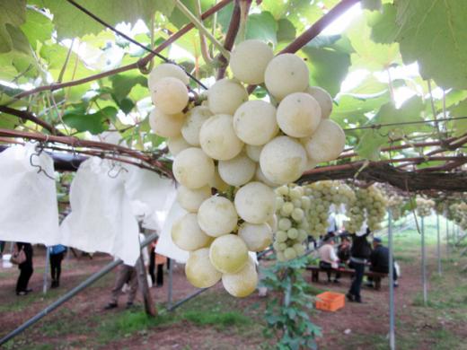 ぶどうのフルーツ狩り/