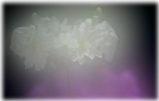 家の花など、その3/