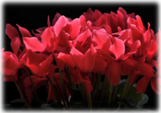 家の花など、その4/