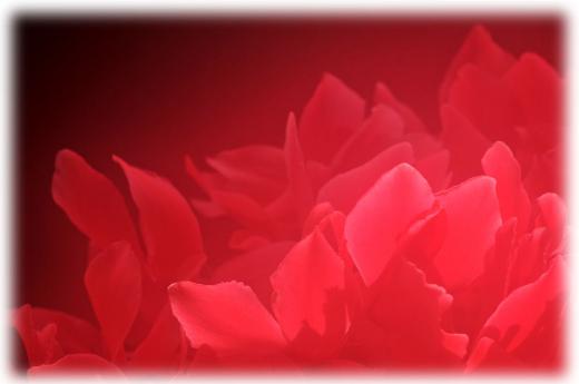 家の花など、その5/