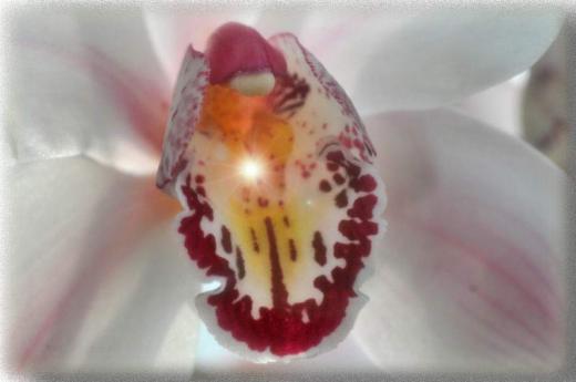 寒河江の蘭、その3/