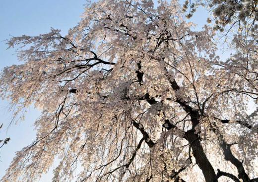 烏帽子山公園の桜、その6/