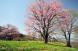 西蔵王の大山桜：2009/05/01 19:44
