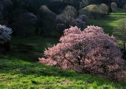 西蔵王の大山桜、その3/