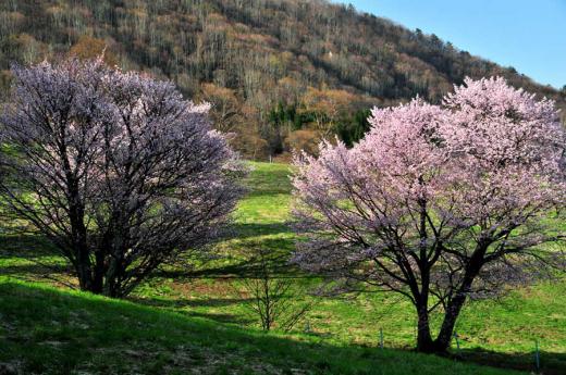 西蔵王の大山桜、その4/