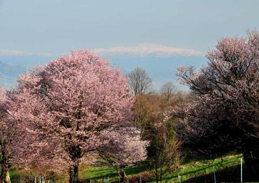 西蔵王の大山桜、その5/