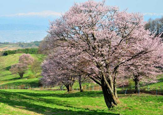 西蔵王の大山桜、その6/