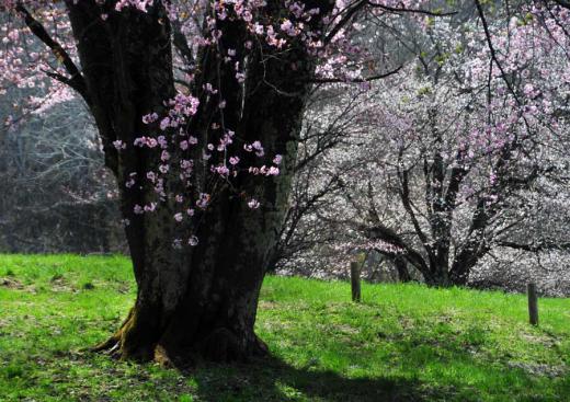 西蔵王の大山桜、その7/