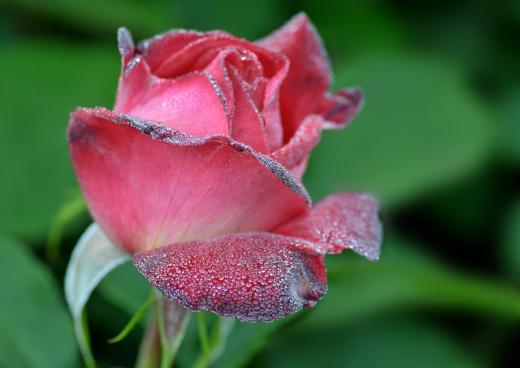 季節の花たち、その3/