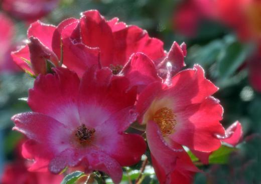 季節の花たち、その4/
