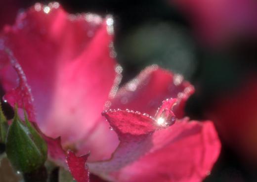 季節の花たち、その5/