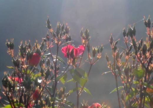 季節の花たち、その6/