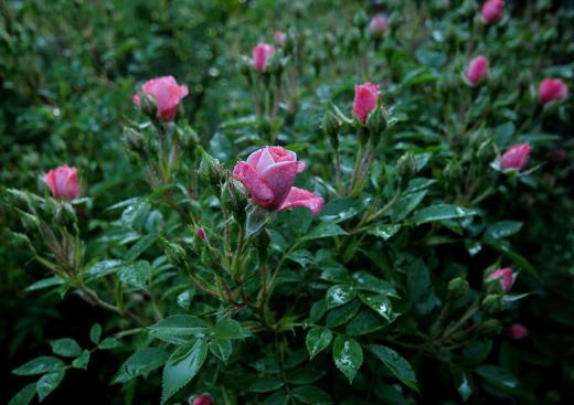 季節の花たち、その7/