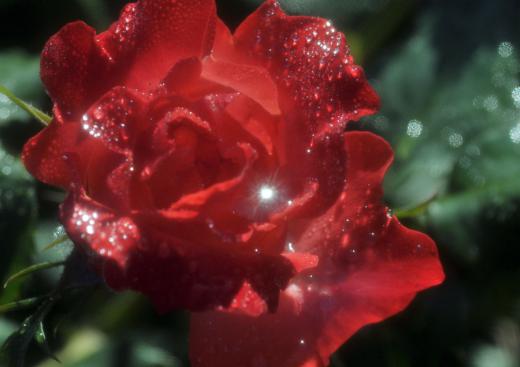 季節の花たち、その8/
