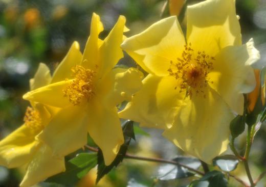 季節の花たち、その9/