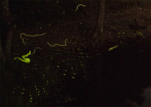 小野川ホタルなど、その5/