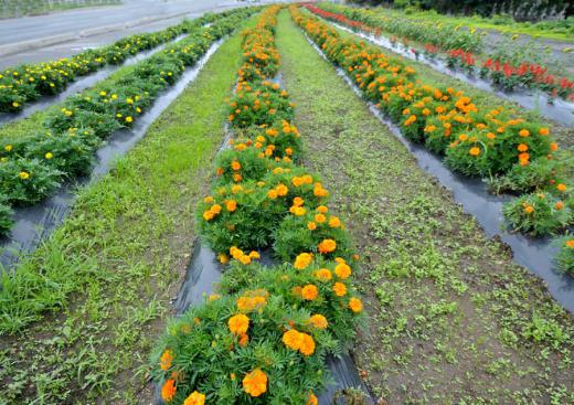 梅雨空の花たち、その2/