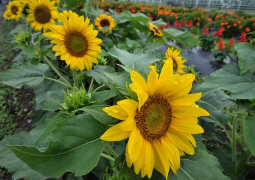 梅雨空の花たち、その3/