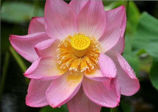 梅雨空の花たち、その4/
