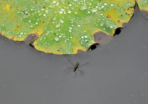 梅雨空の花たち、その5/