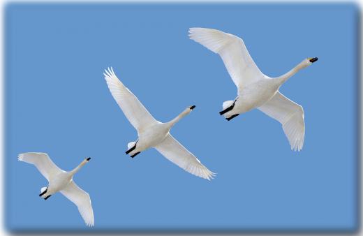 米沢の白鳥、その2/
