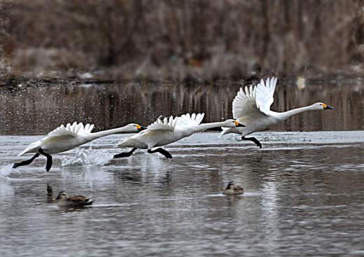 白鳥の北帰行、その2/