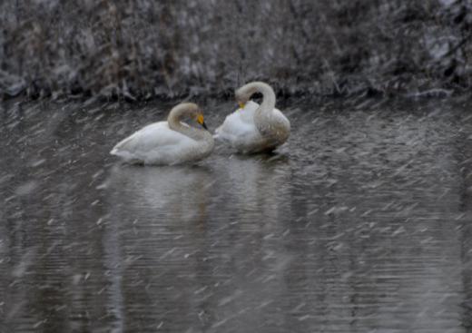 白鳥の北帰行、その3/