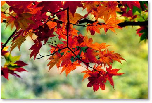 米沢の紅葉、その4/